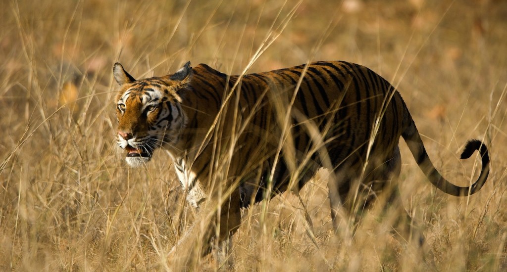 Alert wild Bengal tiger walking on short dry grass in Bandhavgarh national park copy