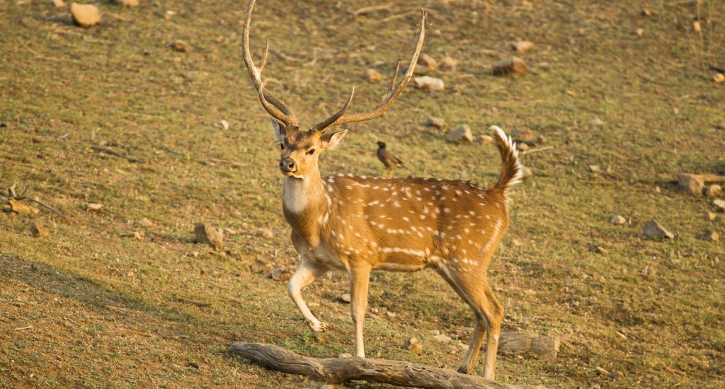 Chital or Cheetal, aka Spotted Deer, Axis axis, Pench National Park, Madhya Pradesh, India copy