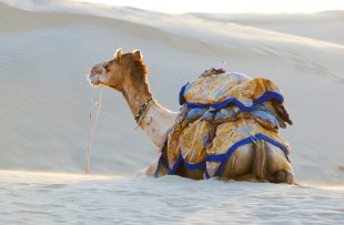 Jaisalmer | Group of camels on the Sam Sand Dune in Thar Desert, Jaisalmer, INDIA copy