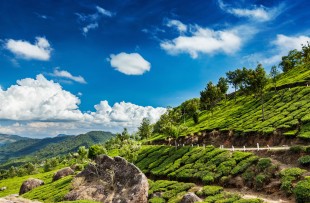 Kerala India travel background - green tea plantations in Munnar, Kerala, India copy