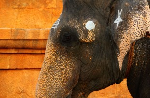 Portrait of beautiful indian elephant decorated with white painted sacred symbols against the background of ancient wall in Hindu Sri Brihadeeswara Temple, Thanjavur (Tanjore), Tamil Nadu, South India copy