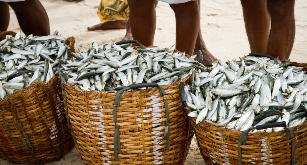 Selling fish, Marari Beach copy