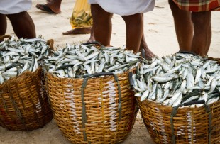 Selling fish, Marari Beach copy