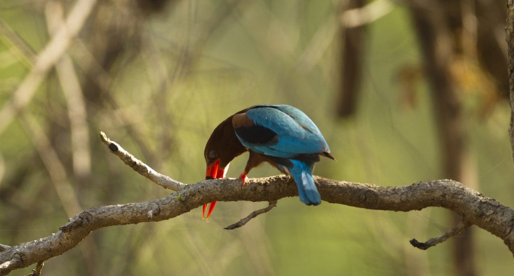 White-throated Kingfisher, Halcyon smyrnensis, perched in a tree in Kanha National Park, Madhya Pradesh, India copy