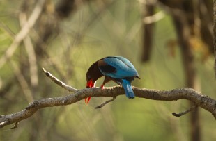White-throated Kingfisher, Halcyon smyrnensis, perched in a tree in Kanha National Park, Madhya Pradesh, India copy