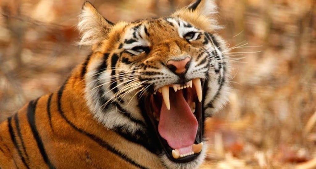 tiger roaring