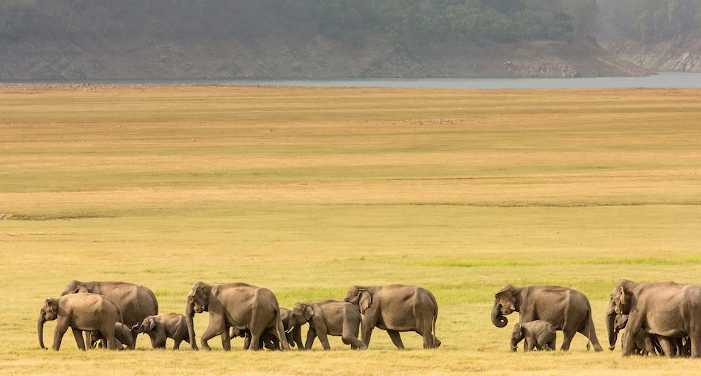 Elephant herd in the grassland copy