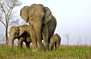 Low angle shot of a Female Asian elephant with her calves in Kaziranga national park copy
