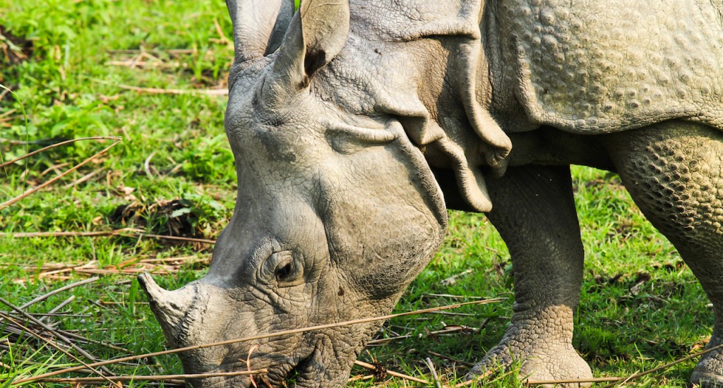 Rhino, Kaziranga  copy